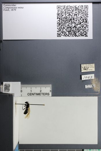 Media type: image;   Entomology 567890